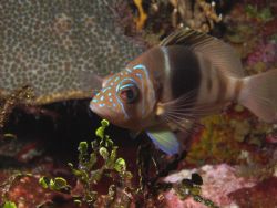 Bared Hamlet-"Give me a break" Mahahaul, Mex. DC500 Sealife by Shawn Rener 